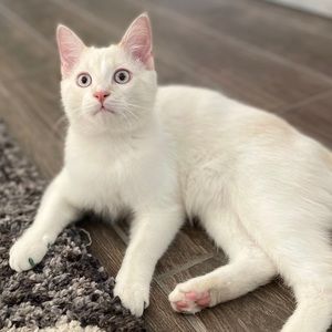 Meet your Posher, Megan